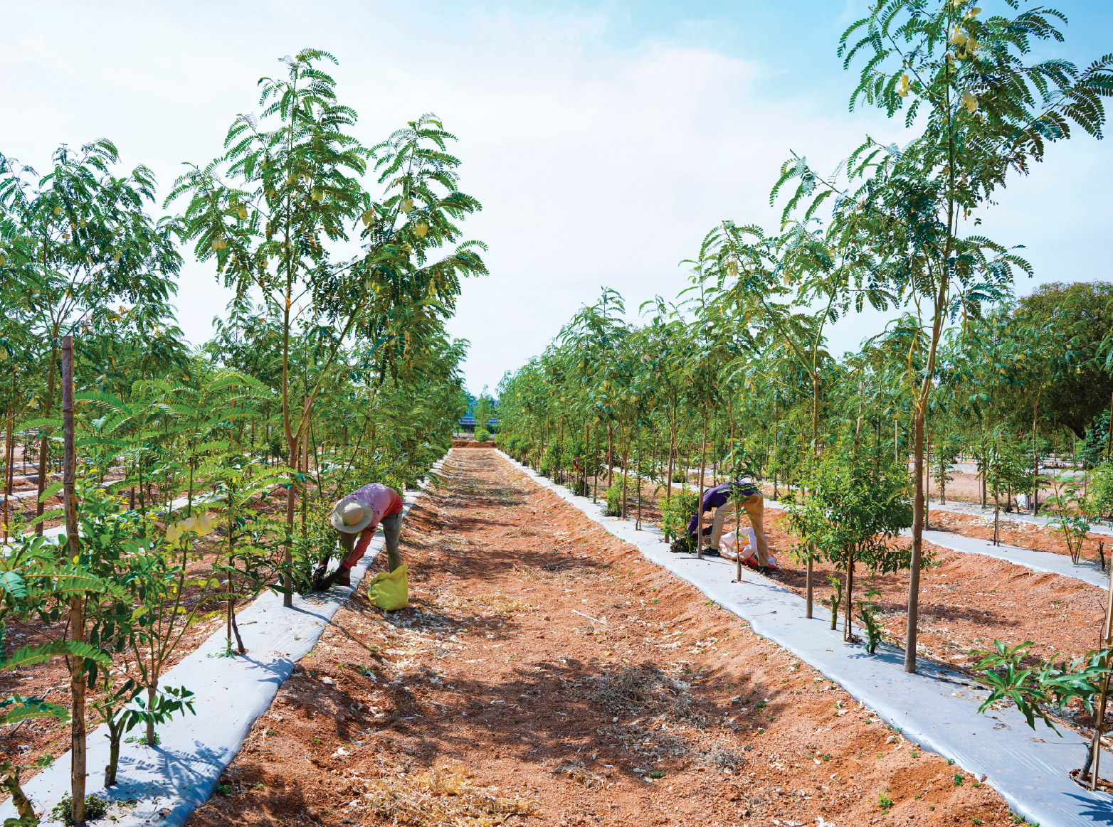 We Maintain Sandalwood