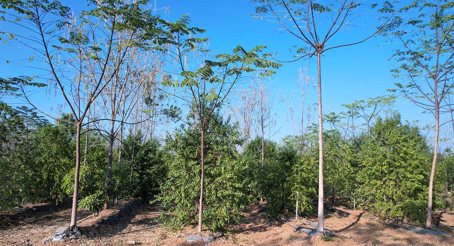 usm-infra-go-ranch-resort-sandalwood-dtcp-plots-1