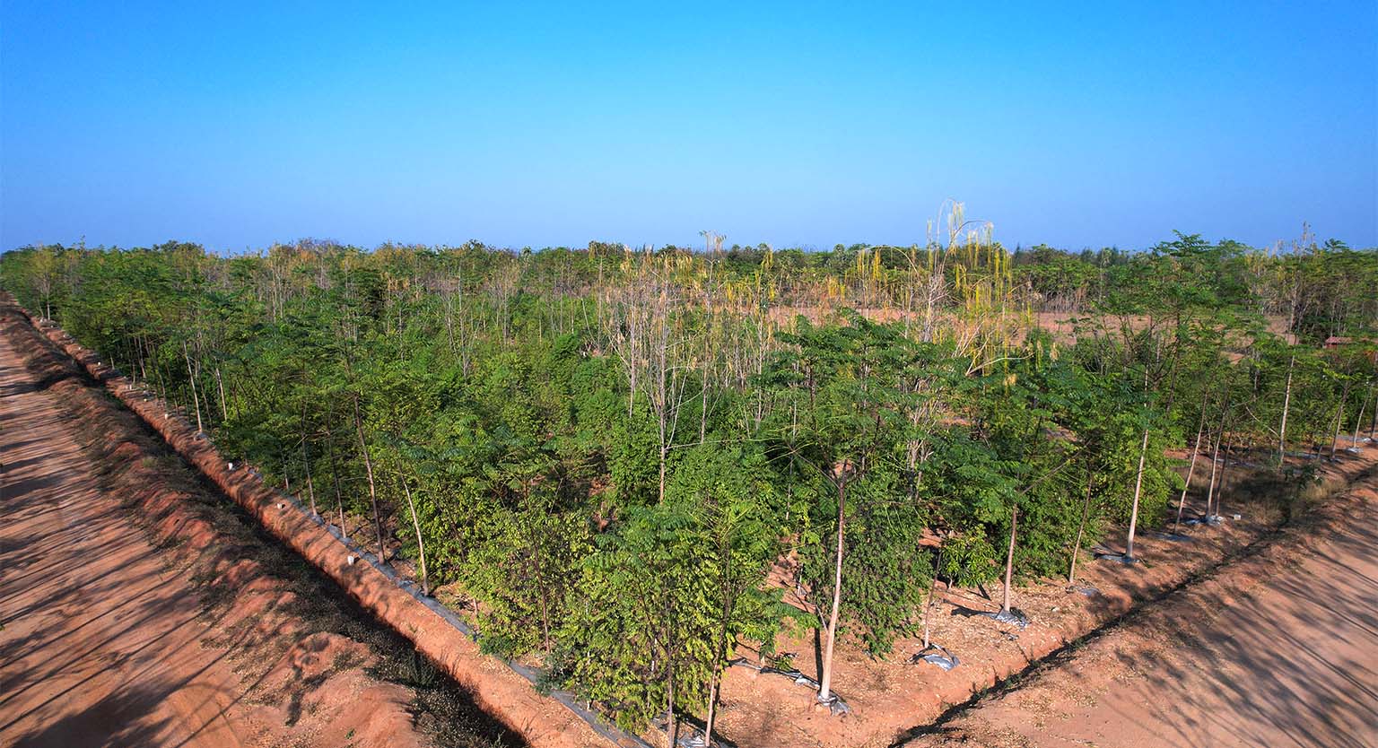 usm-infra-go-ranch-resort-sandalwood-dtcp-plots-15